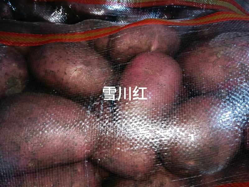 【产地货源】围场土豆批发沃土V7希森黄心白心土豆规格齐全价低