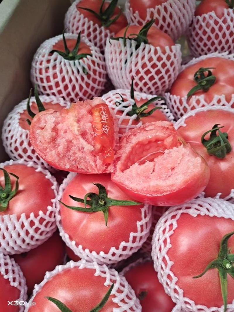 西红柿精品水果西红柿大量上市中，支持电商平台