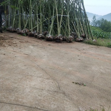 青枫，彩叶树，速生青枫，