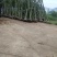 青枫，彩叶树，速生青枫，