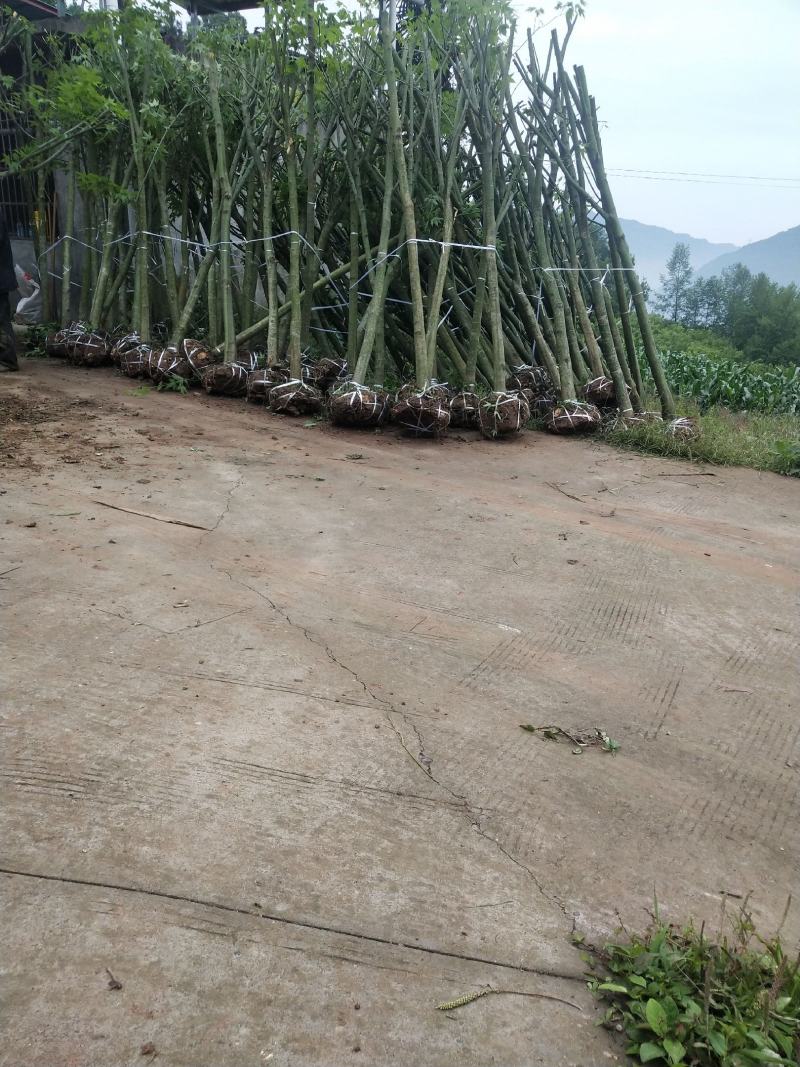 青枫，彩叶树，速生青枫，