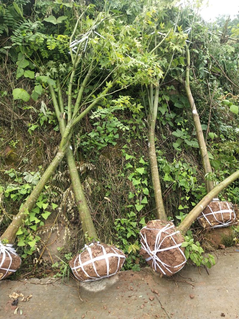 青枫，彩叶树，速生青枫，
