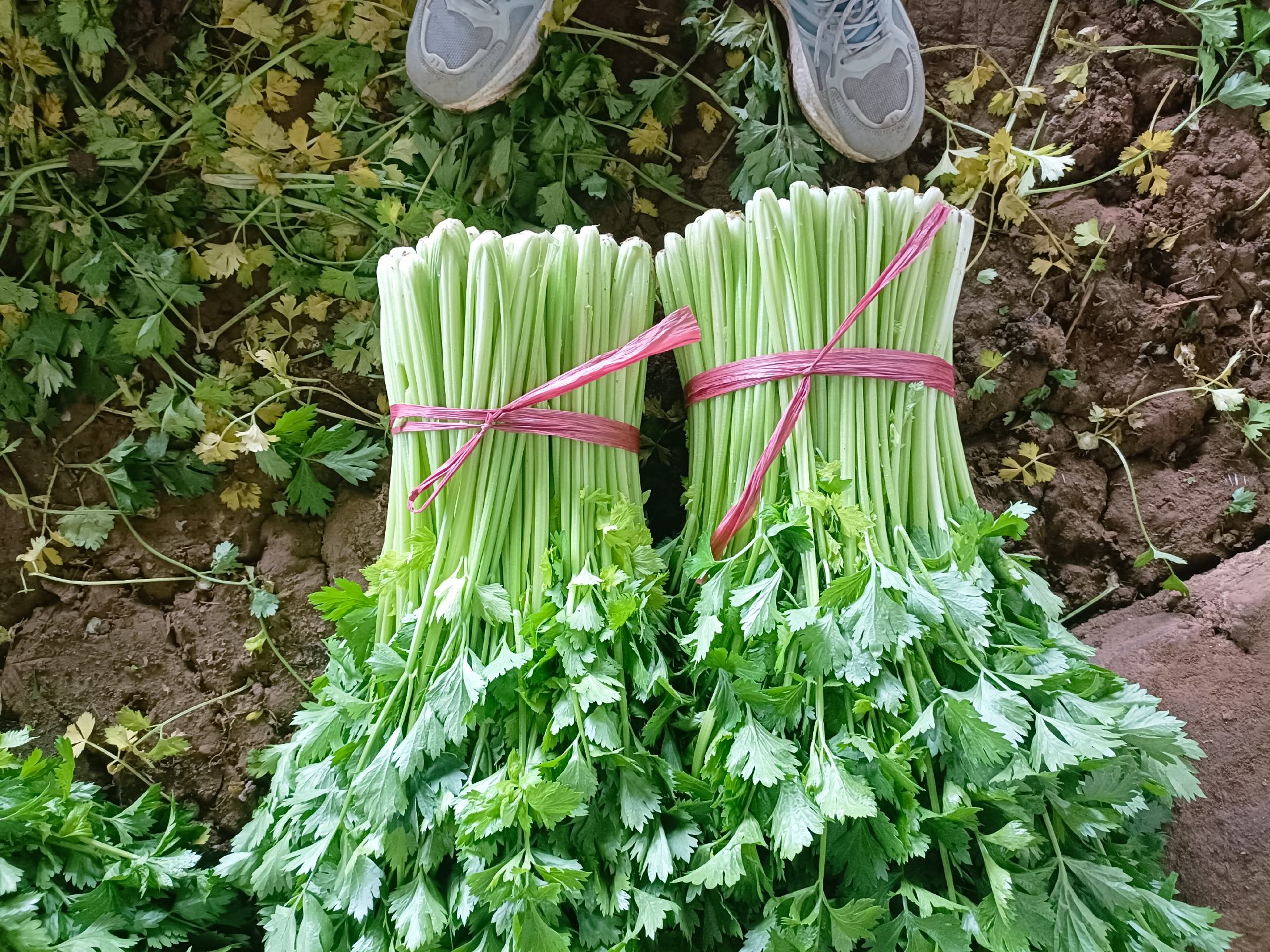 芹菜与蒿子秆对比图