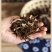 绍兴特色笋干菜/天然美味/农家自制/包邮
