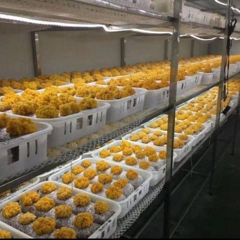 基地金耳菌量大从优长期供货欢迎全国老板前来考察洽