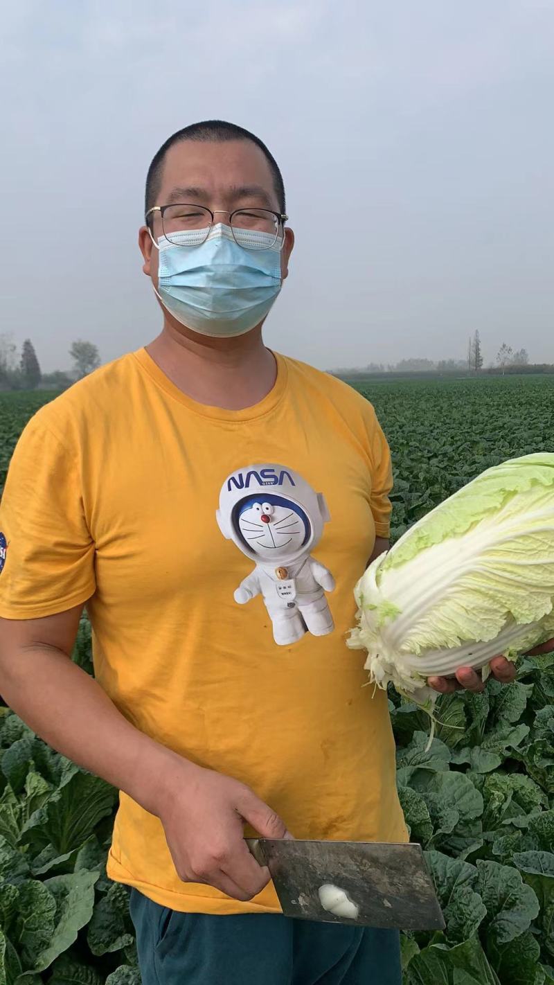 白菜，产地一手货源，量大从优，对接市场超市，电联