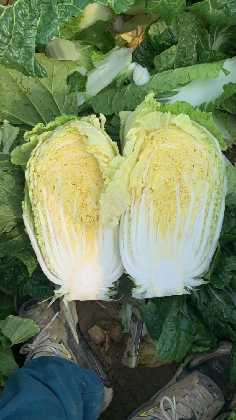 白菜，产地一手货源，量大从优，对接市场超市，电联