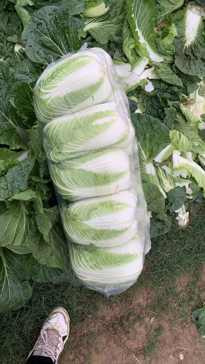 白菜，产地一手货源，量大从优，对接市场超市，电联