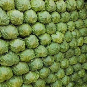 湖北甘蓝#旺旺#牛心包菜#平包#对接全国各大市场工厂