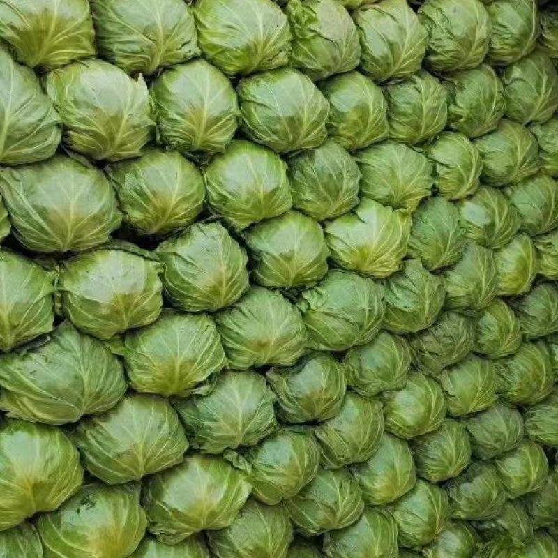 湖北甘蓝#旺旺#牛心包菜#平包#对接全国各大市场工厂