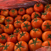 大量西红柿需要的来质量很好果硬度好