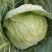 湖北甘蓝#旺旺#牛心包菜#平包#对接全国各大市场工厂