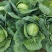 湖北甘蓝#旺旺#牛心包菜#平包#对接全国各大市场工厂