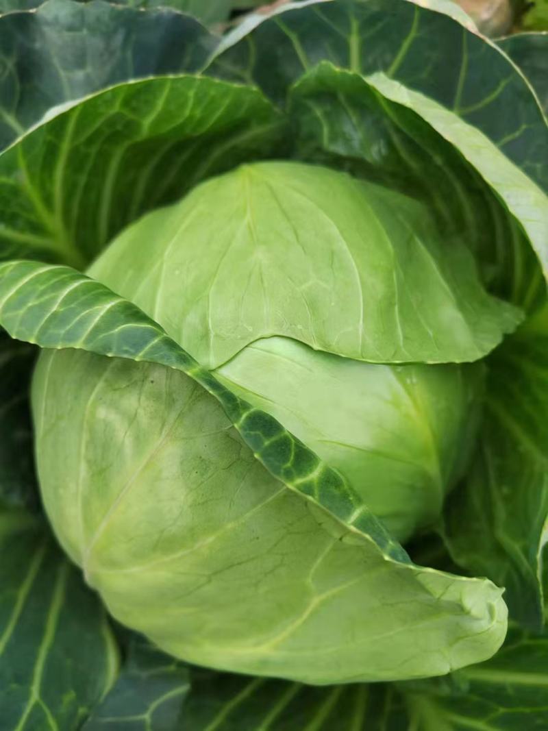 湖北甘蓝#旺旺#牛心包菜#平包#对接全国各大市场工厂