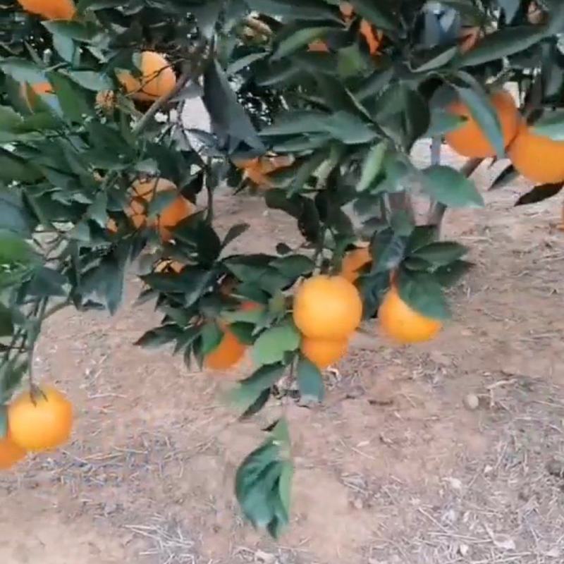 纽荷尔脐橙朋娜脐橙橙子湖南橙子澧县橙子