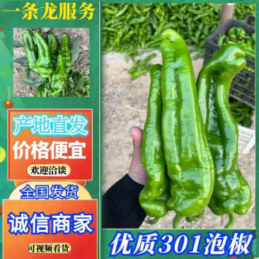 夏邑万亩301泡椒，螺丝椒，现椒，一条龙服务