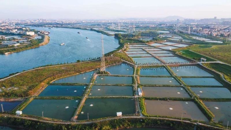 顺德精品鳗鱼亦称白鳝国家地理标志产品。限量版2-3年老鳝