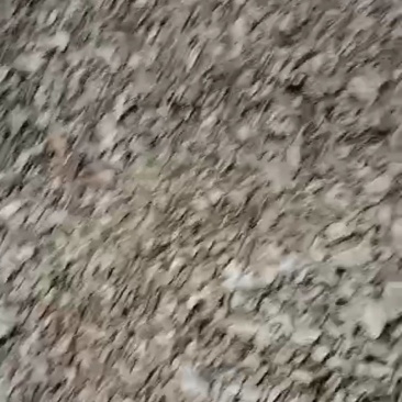 出售红薯干通货。