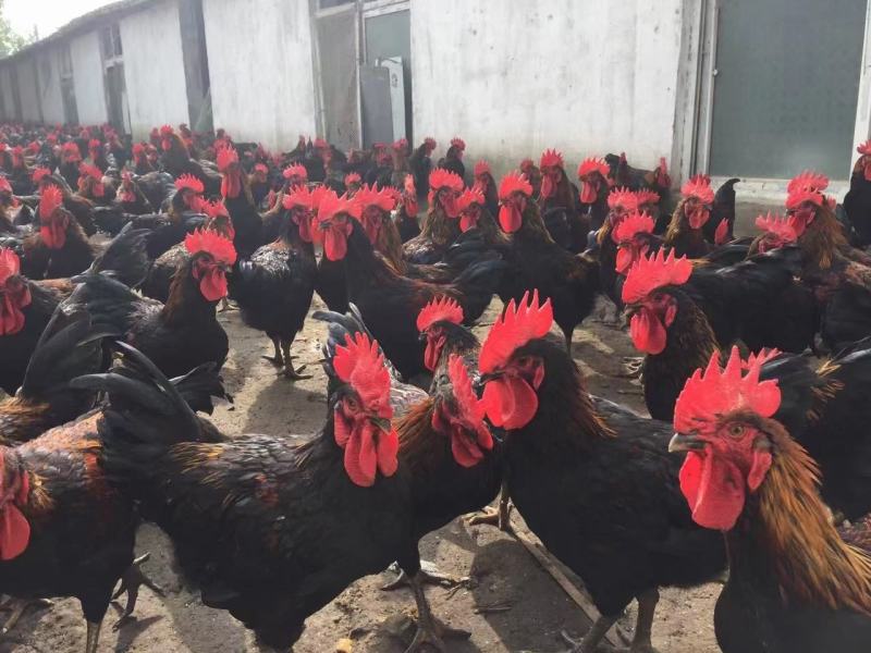 红瑶鸡商品活鸡成品鸡公鸡常年出售各种规格商品鸡