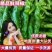 夏邑万亩301泡椒，螺丝椒，现椒，一条龙服务