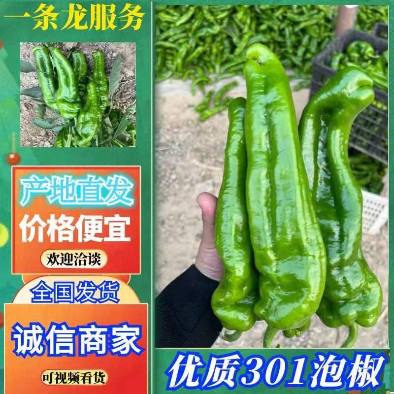 夏邑万亩301泡椒，螺丝椒，现椒，一条龙服务