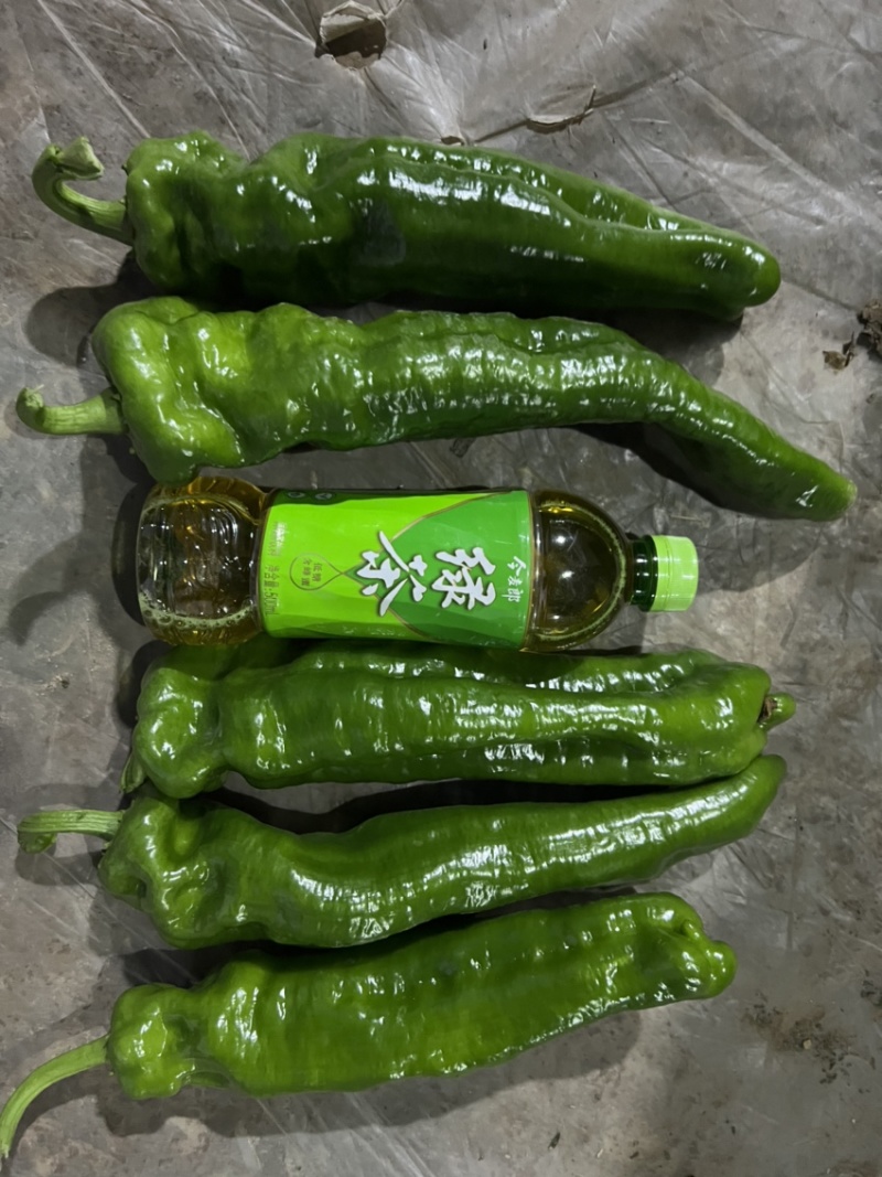 夏邑万亩301泡椒，螺丝椒，现椒，一条龙服务