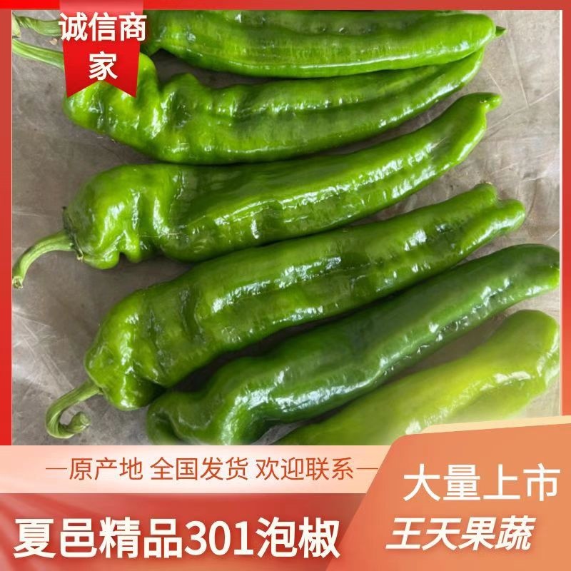 夏邑万亩301泡椒，螺丝椒，现椒，一条龙服务