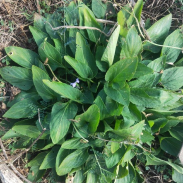 紫花地丁