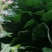 精品聊城菠菜，质量保证，做工精细，诚信合作欢迎前来致电