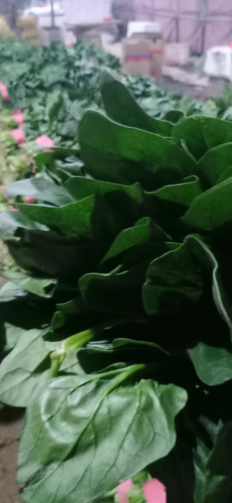 精品聊城菠菜，质量保证，做工精细，诚信合作欢迎前来致电