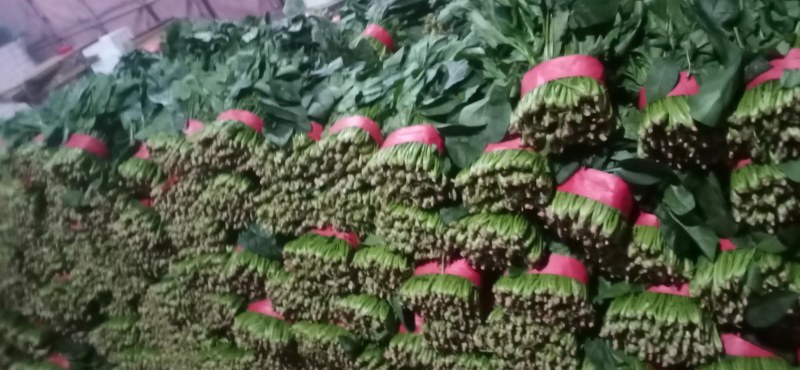 精品聊城菠菜，质量保证，做工精细，诚信合作欢迎前来致电