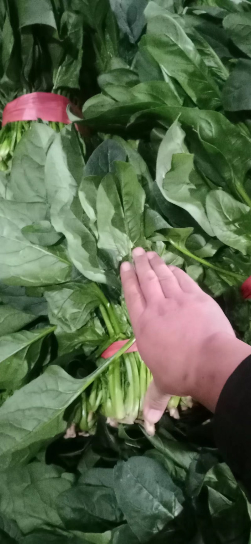 精品聊城菠菜，质量保证，做工精细，诚信合作欢迎前来致电