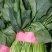 精品聊城菠菜，质量保证，做工精细，诚信合作欢迎前来致电