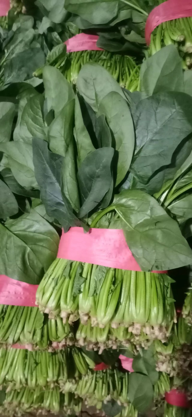 精品聊城菠菜，质量保证，做工精细，诚信合作欢迎前来致电