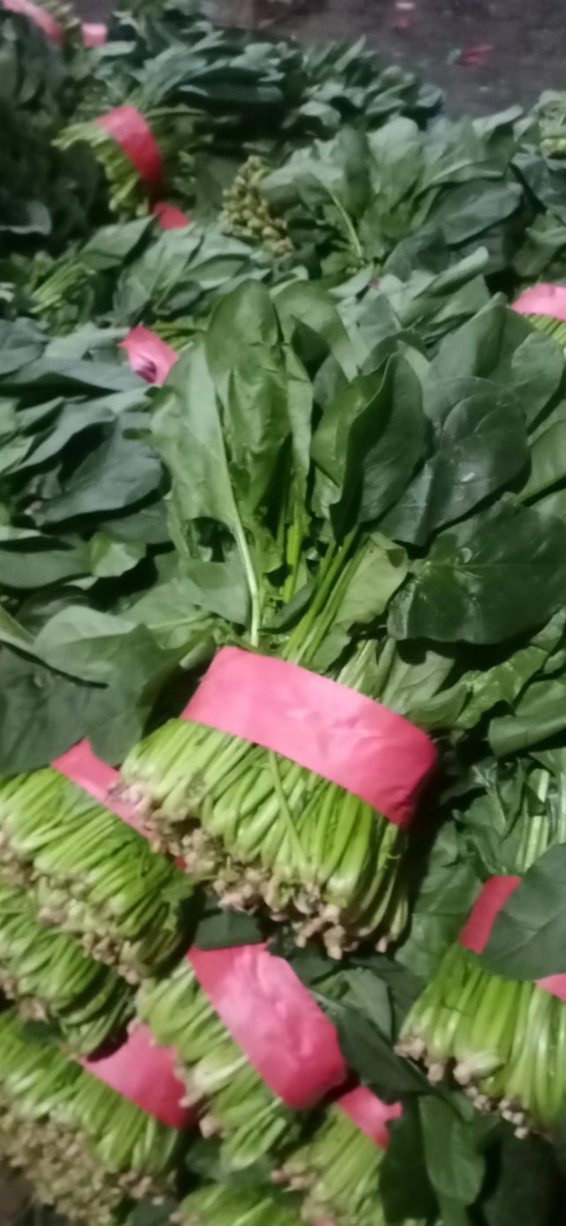 精品聊城菠菜，质量保证，做工精细，诚信合作欢迎前来致电
