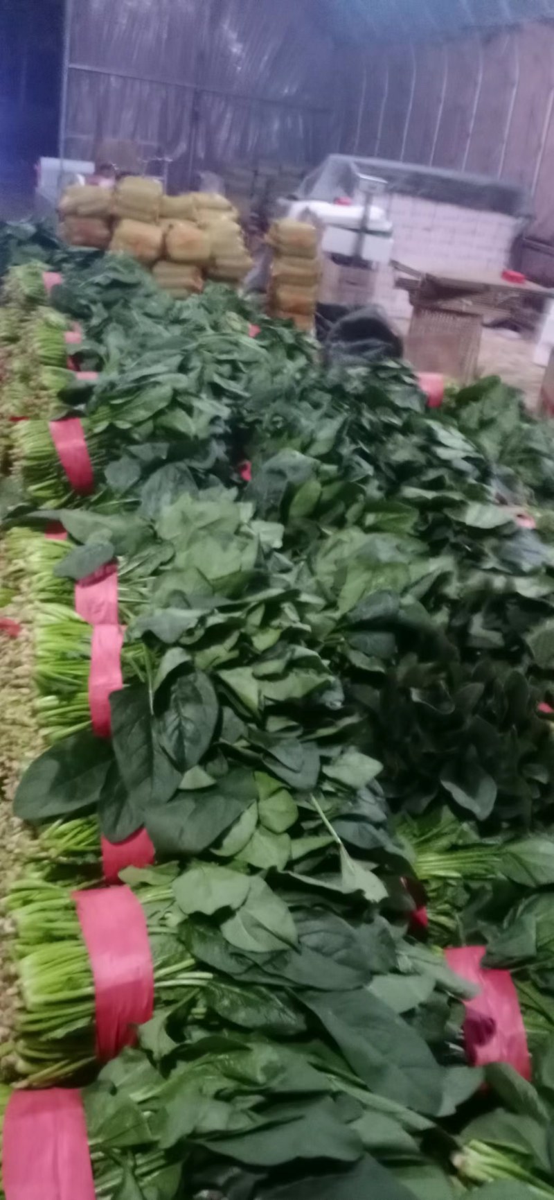 精品聊城菠菜，质量保证，做工精细，诚信合作欢迎前来致电