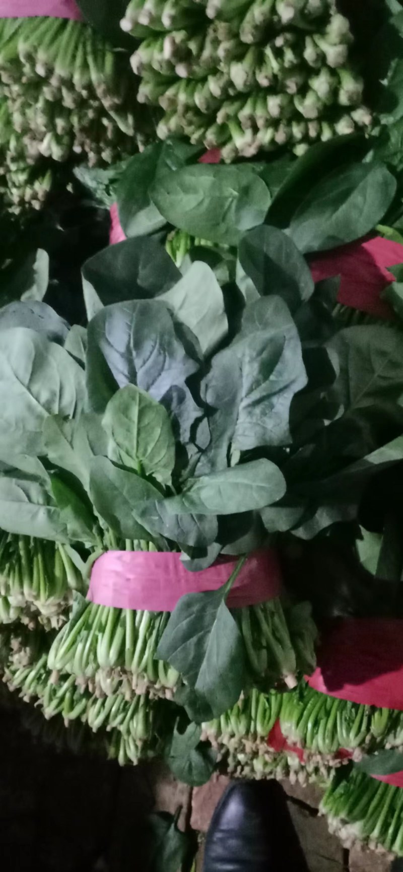 精品聊城菠菜，质量保证，做工精细，诚信合作欢迎前来致电