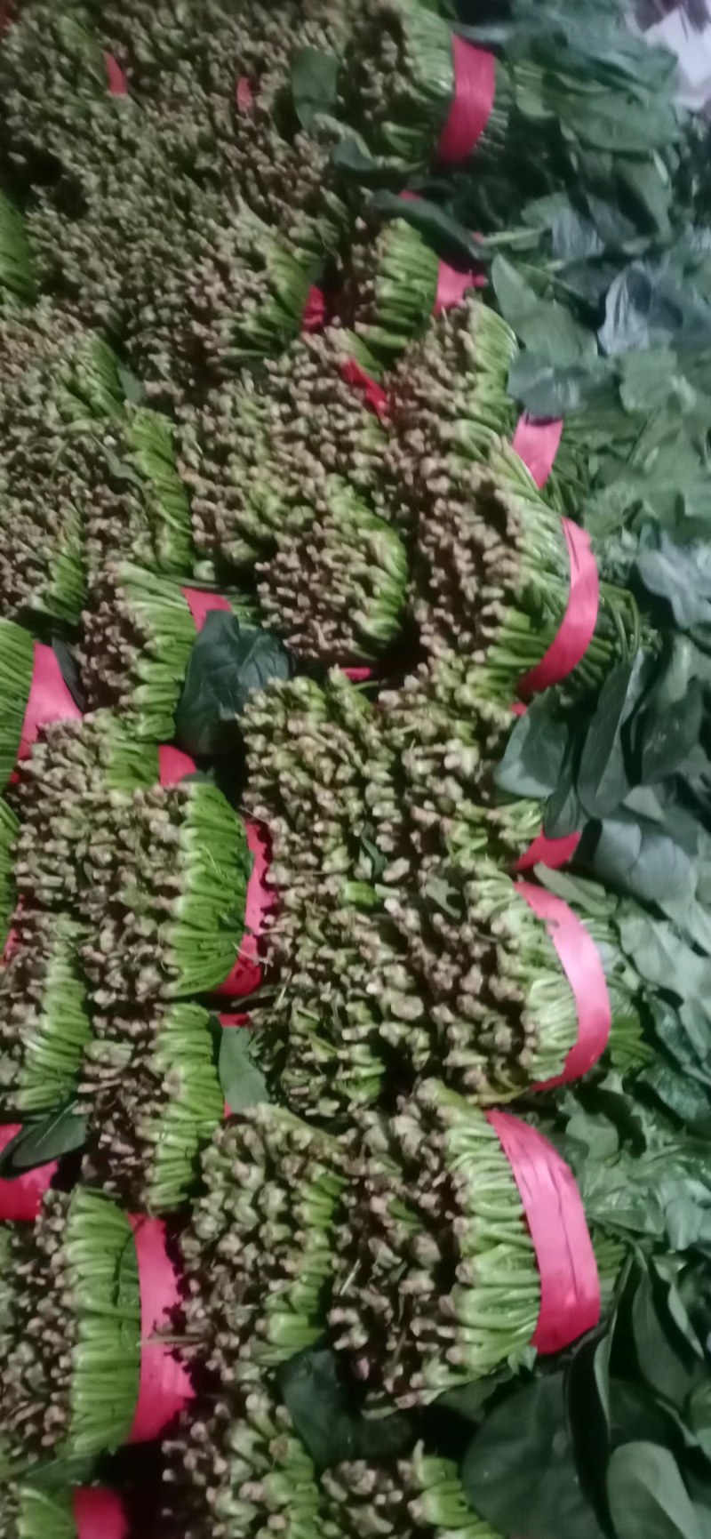 精品聊城菠菜，质量保证，做工精细，诚信合作欢迎前来致电