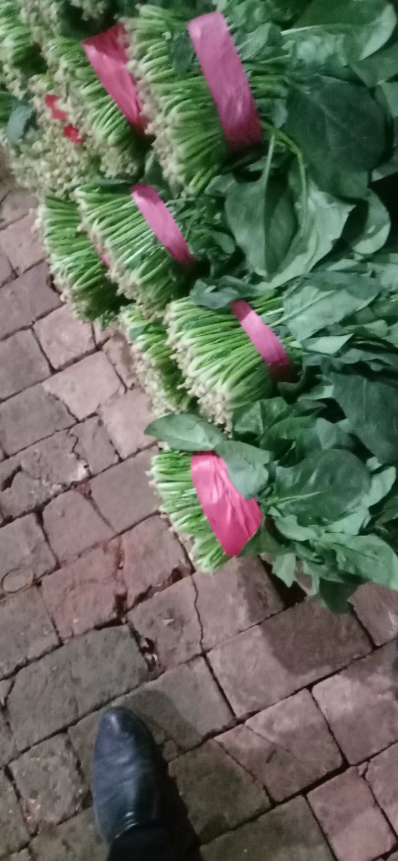 精品聊城菠菜，质量保证，做工精细，诚信合作欢迎前来致电