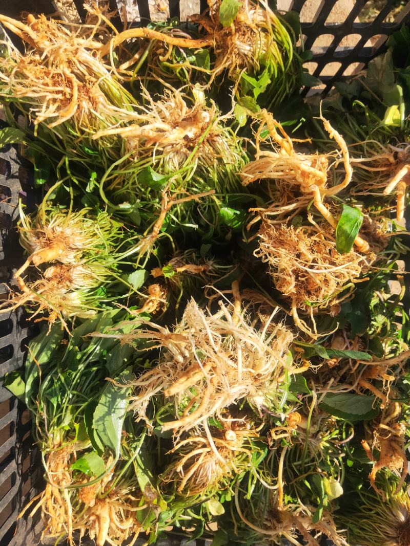 紫花地丁