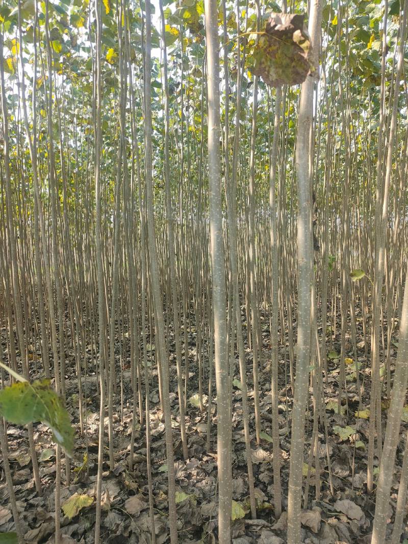 周口杨树苗基地批发！1-3公分杨树苗！大量上市！欢迎采购