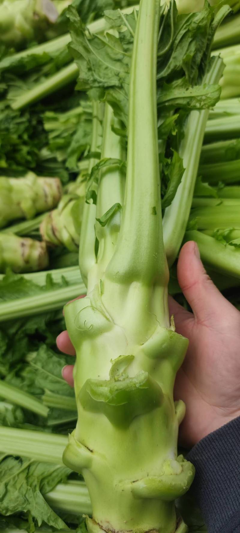 棒菜四川精品棒菜，新鲜供应，电商，平台，超市