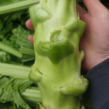 棒菜四川精品棒菜，新鲜供应，电商，平台，超市