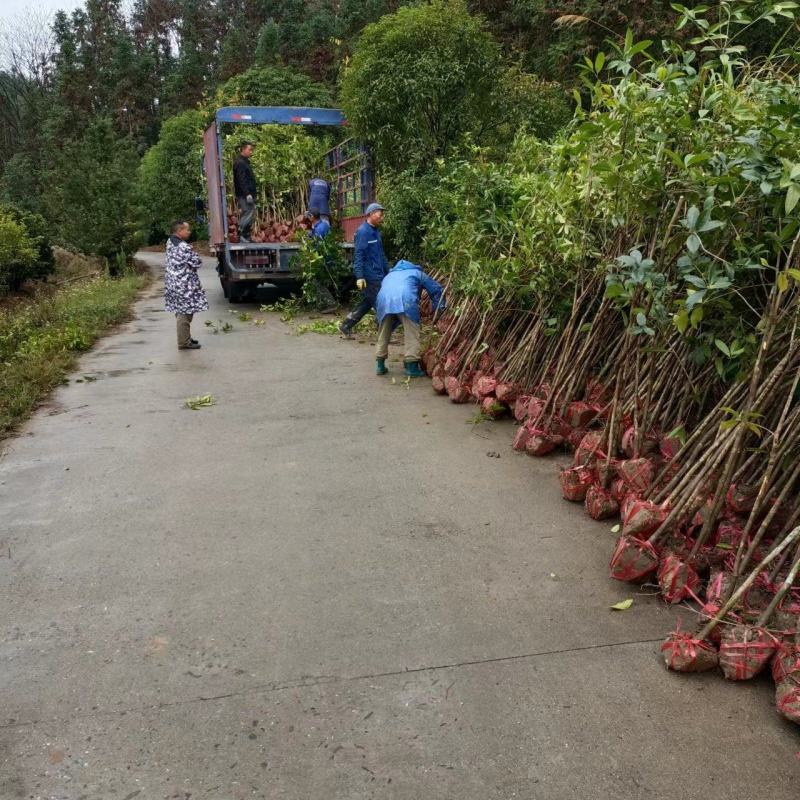 出土量2公分桂花，2-3公分桂花大量供应