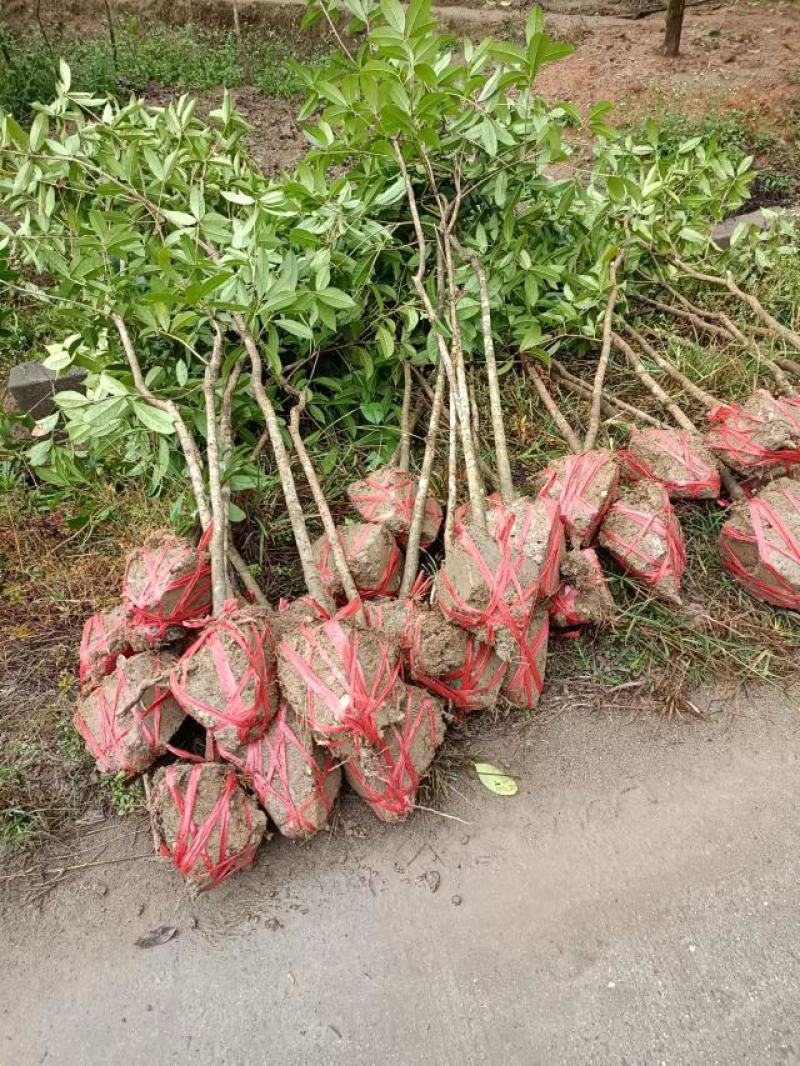出土量2公分桂花，2-3公分桂花大量供应