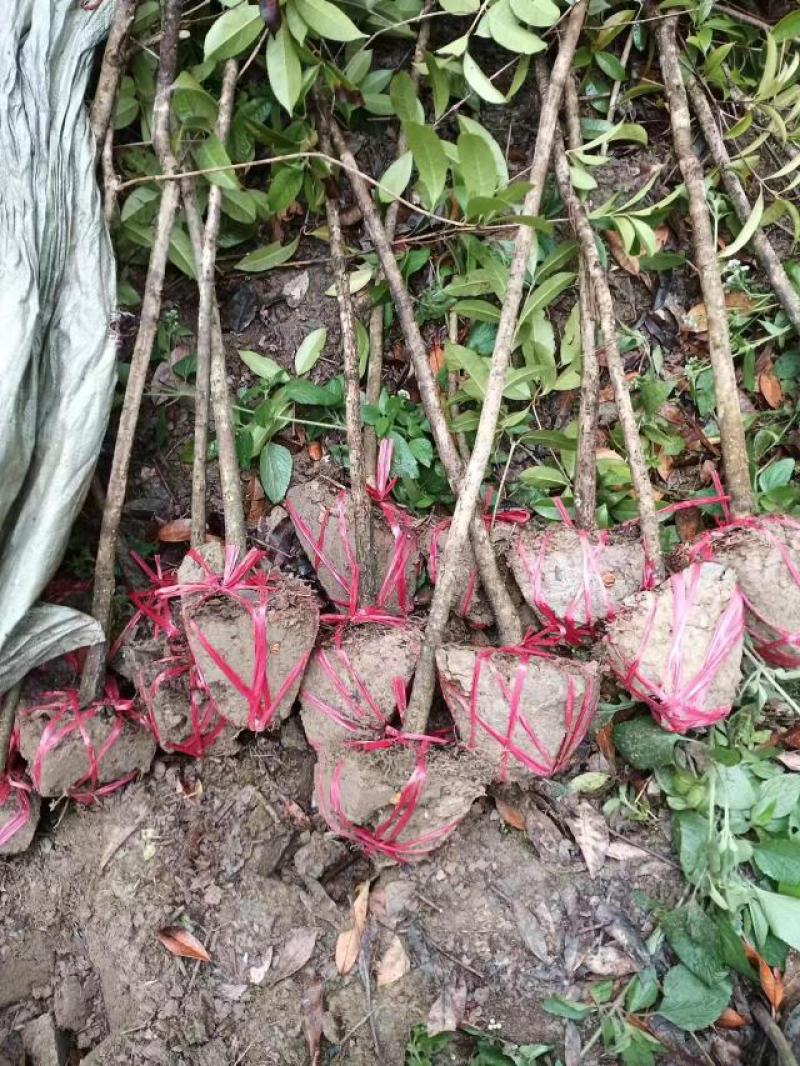 出土量2公分桂花，2-3公分桂花大量供应