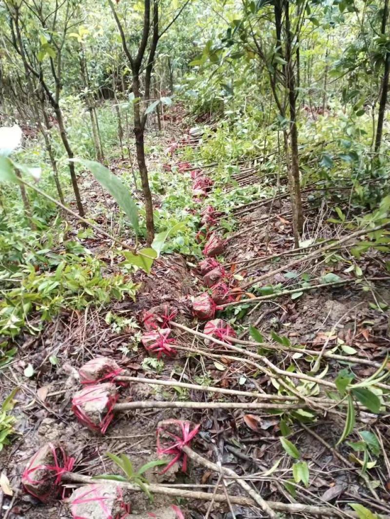 出土量2公分桂花，2-3公分桂花大量供应