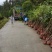 出土量2公分桂花，2-3公分桂花大量供应