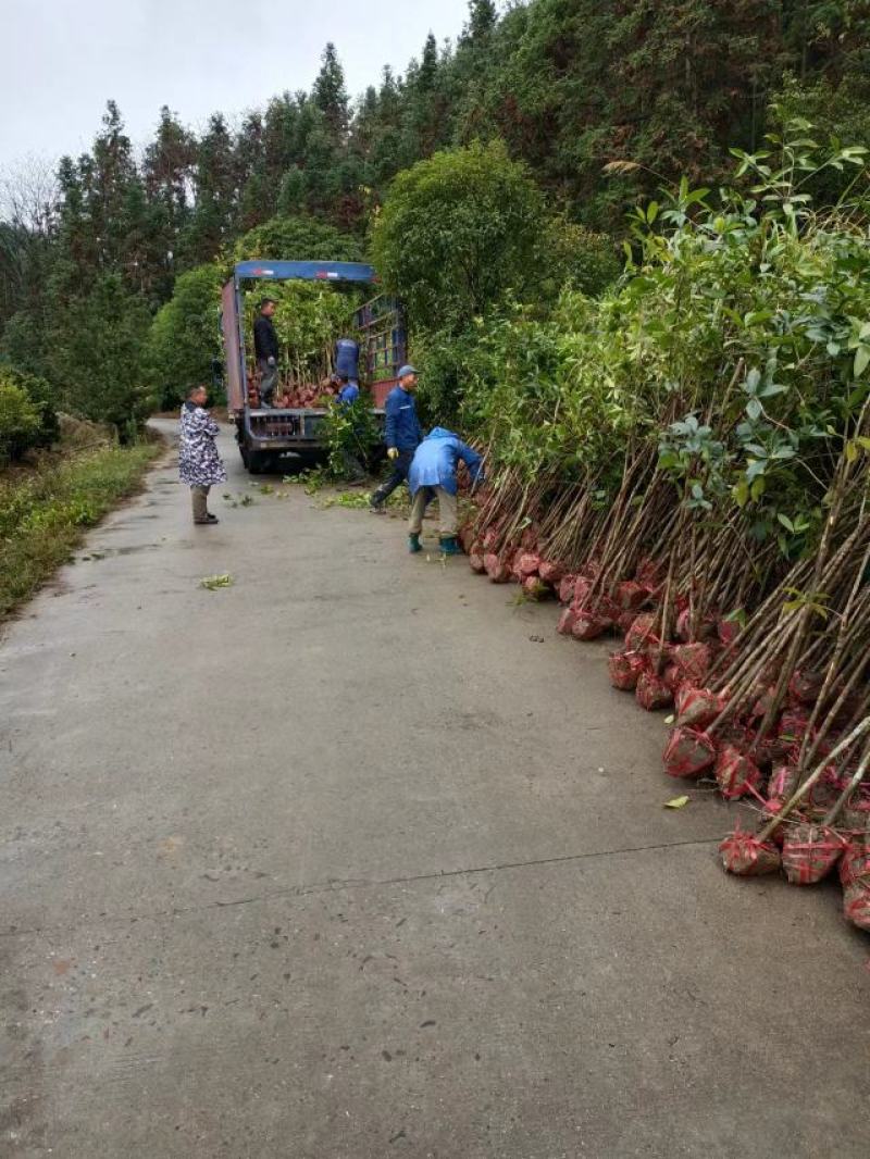 出土量2公分桂花，2-3公分桂花大量供应