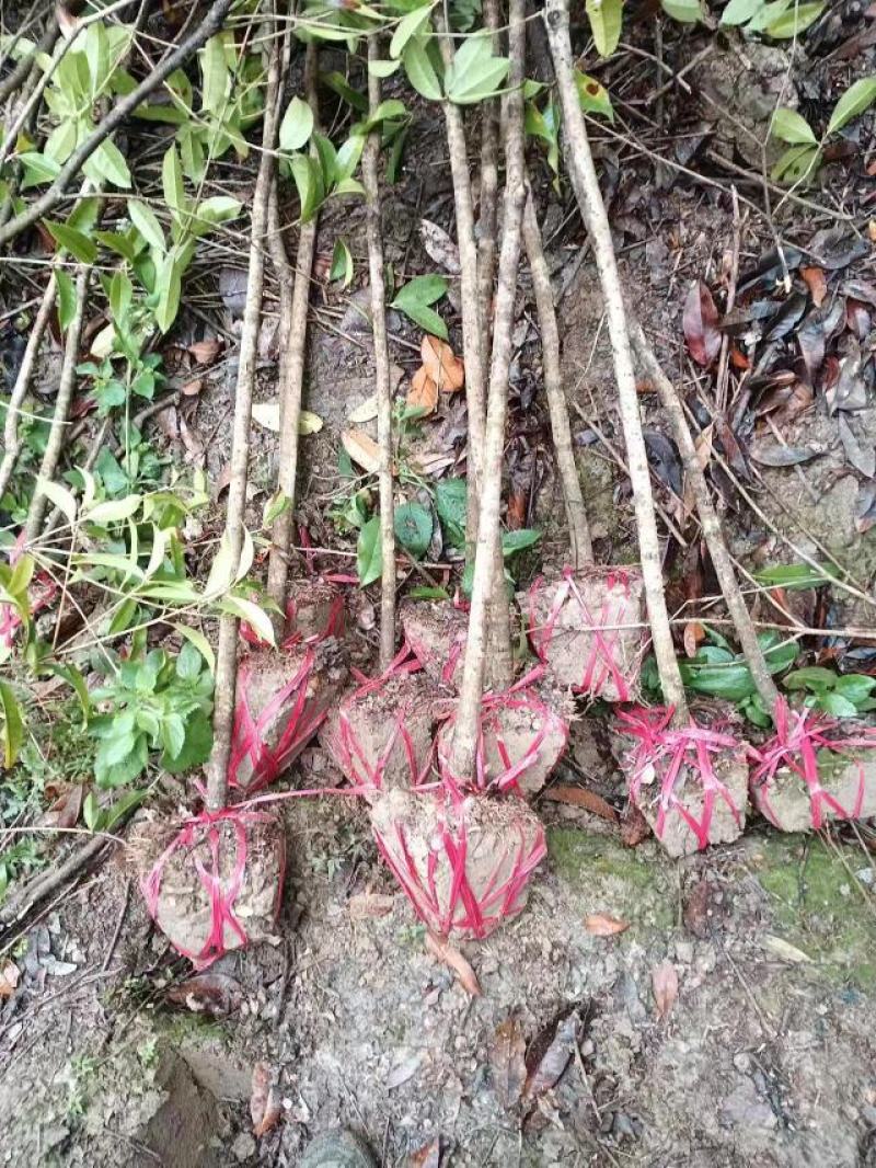 出土量2公分桂花，2-3公分桂花大量供应